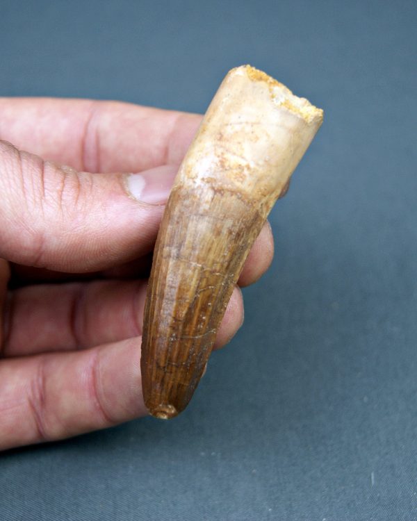 Spinosaurus aegyptiacus museo