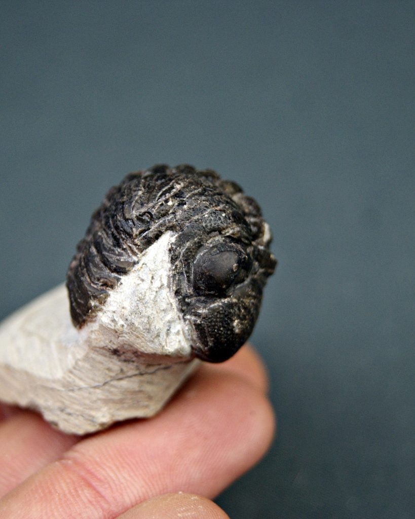 Morocops ovatus