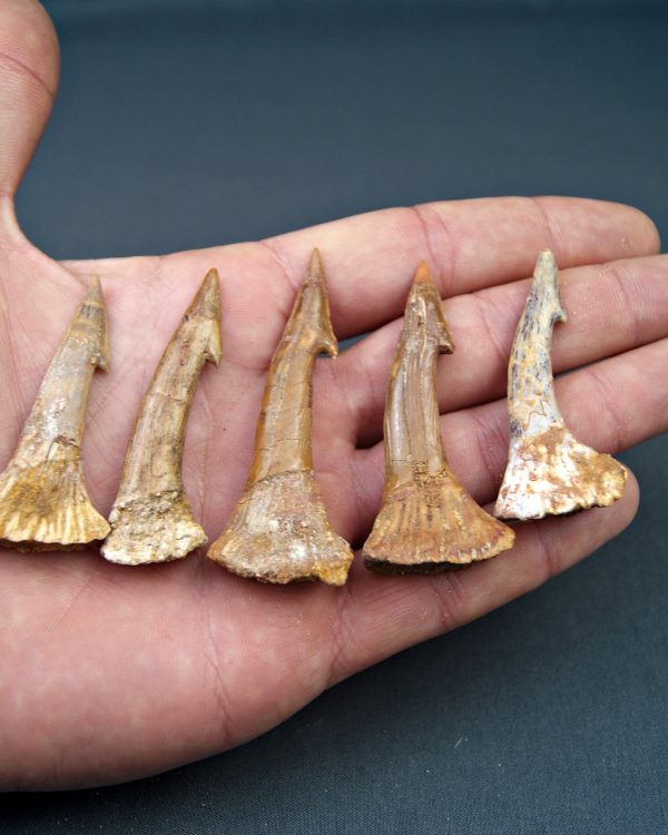 Onchopristis numidus (UND)