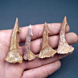 Onchopristis numidus (UND)