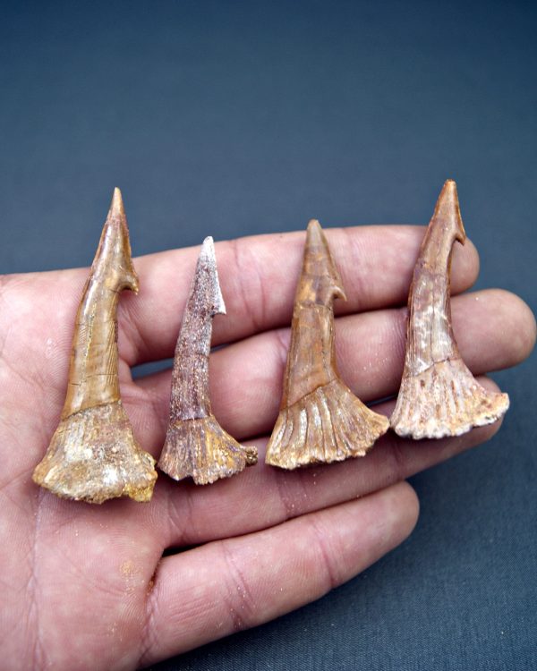 Onchopristis numidus (UND)