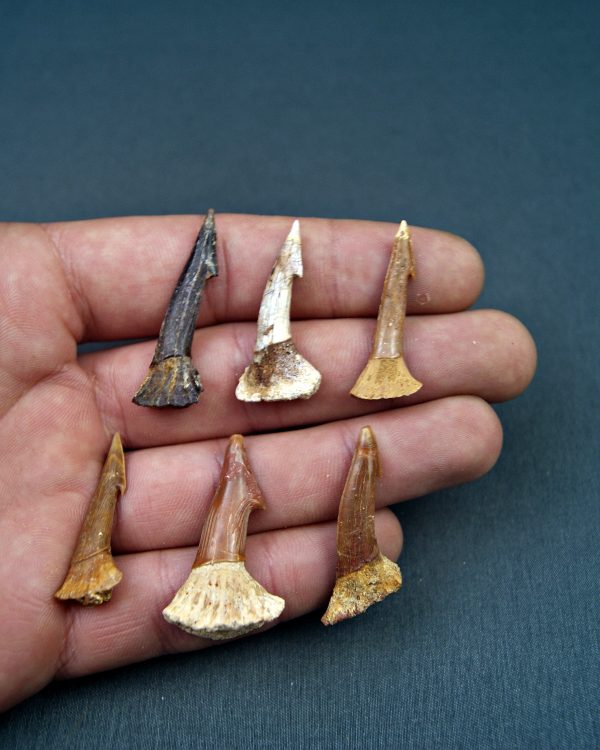 Onchopristis numidus (UND)