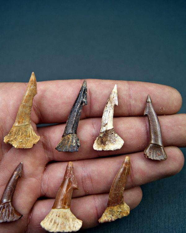 Onchopristis numidus (UND)