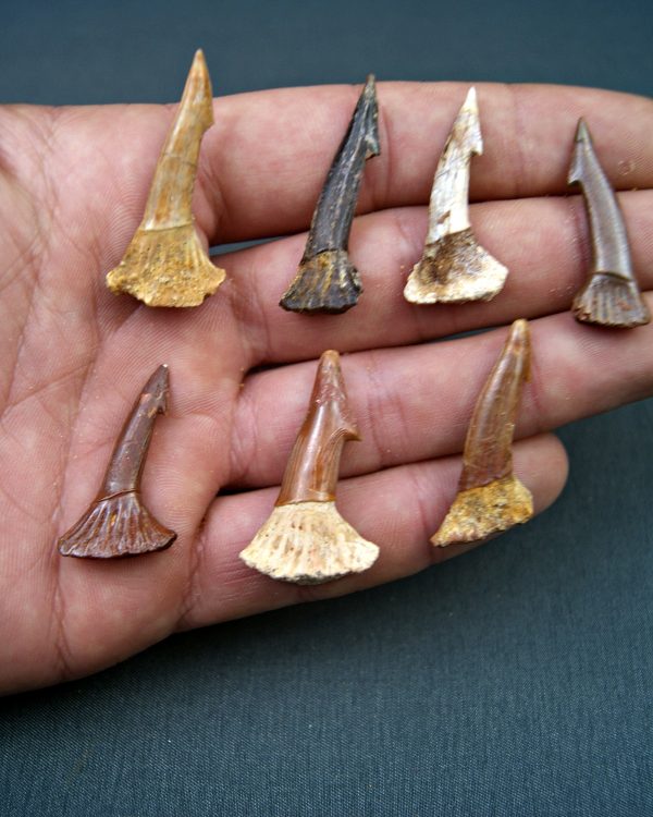 Onchopristis numidus (UND)