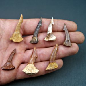 Onchopristis numidus (UND)