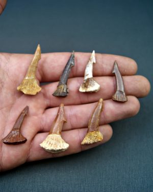 Onchopristis numidus (UND)