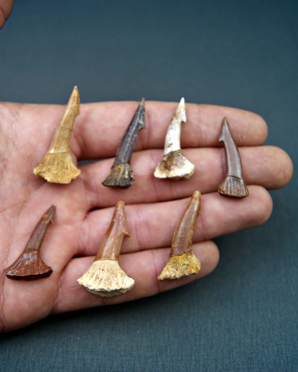 Onchopristis numidus (UND)