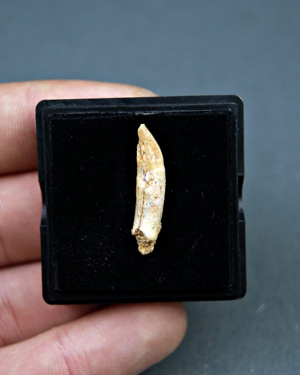 Elosuchus cherifensis