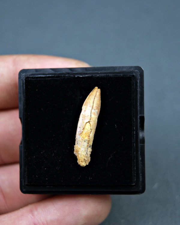 Elosuchus cherifensis