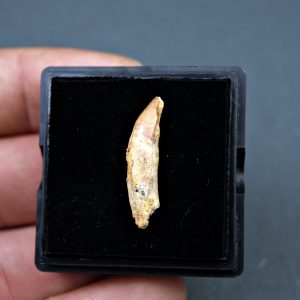 Elosuchus cherifensis