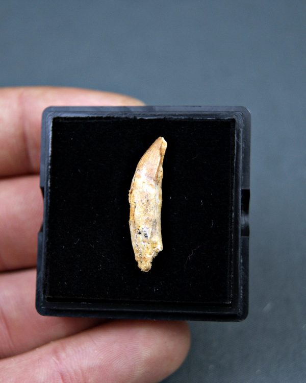 Elosuchus cherifensis