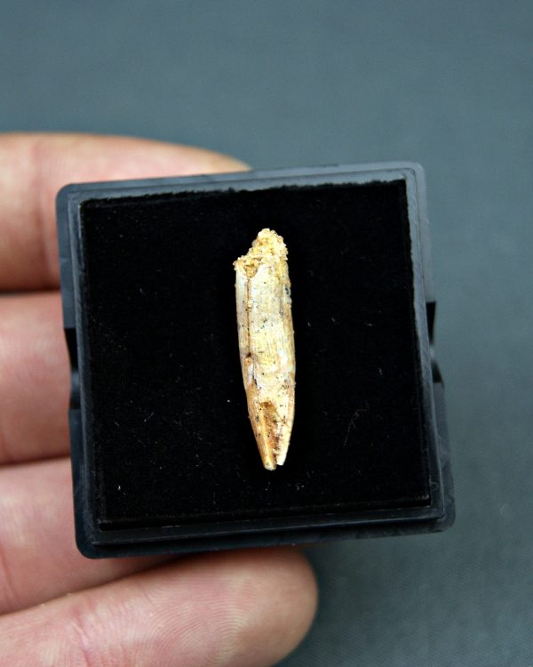 Elosuchus cherifensis