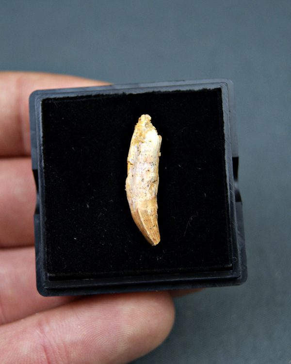 Elosuchus cherifensis