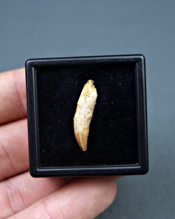 Elosuchus cherifensis