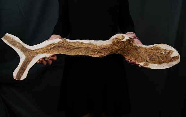 Actinopterygii indet. (Pez fósil)