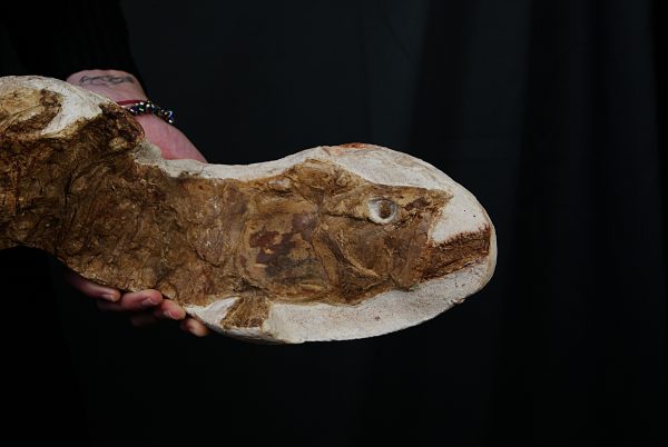 Actinopterygii indet. (Pez fósil)