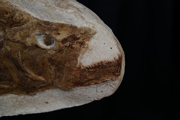 Actinopterygii indet. (Pez fósil)