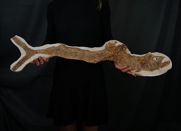 Actinopterygii indet. (Pez fósil)