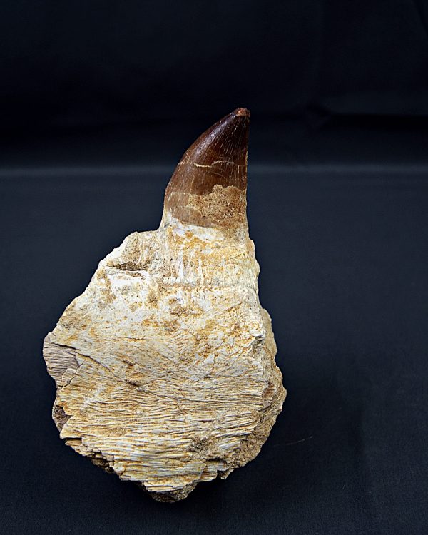 Mandíbula parcial Mosasaurus giganteus