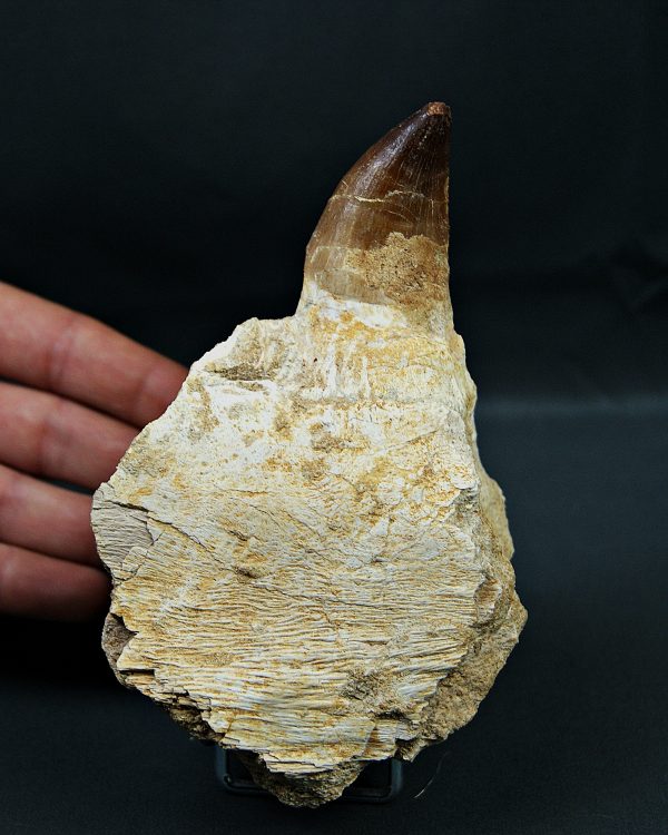 Mandíbula parcial Mosasaurus giganteus