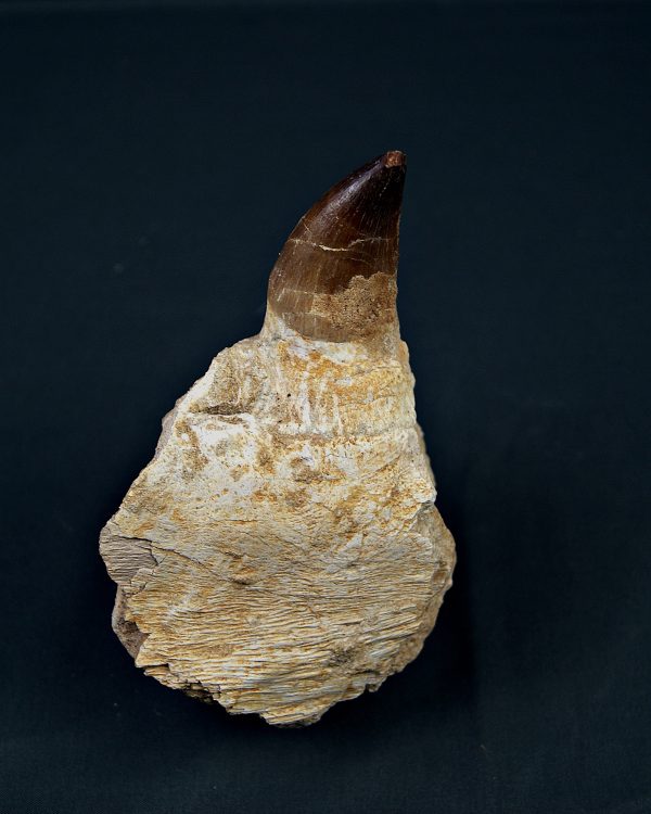 Mandíbula parcial Mosasaurus giganteus