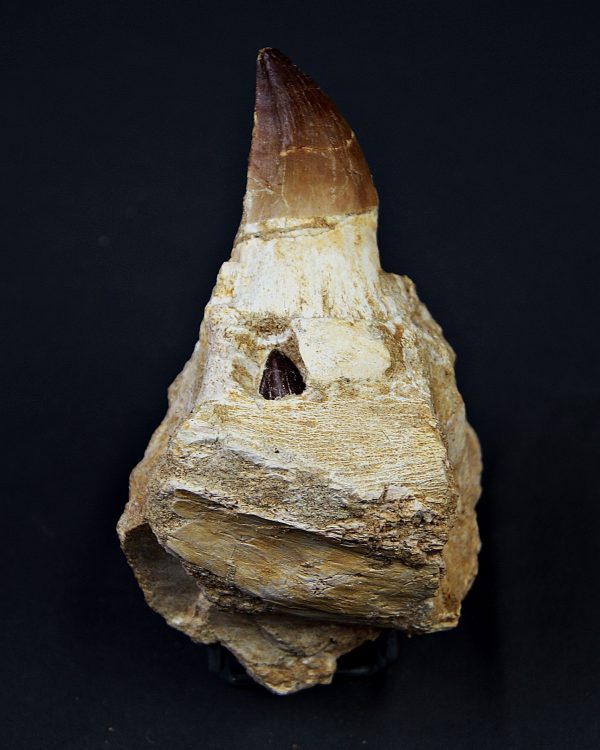 Mandíbula parcial Mosasaurus giganteus