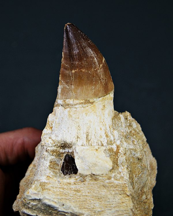 Mandíbula parcial Mosasaurus giganteus