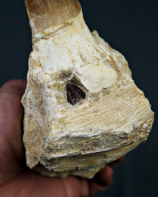 Mandíbula parcial Mosasaurus giganteus