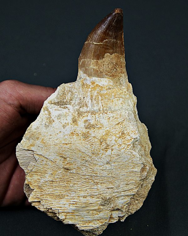 Mandíbula parcial Mosasaurus giganteus