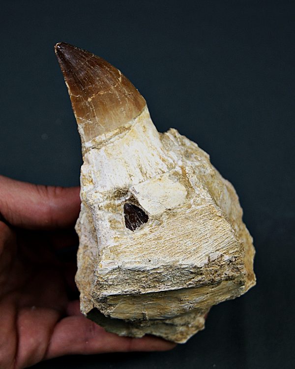 Mandíbula parcial Mosasaurus giganteus