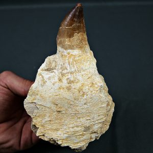 Mandíbula parcial Mosasaurus giganteus