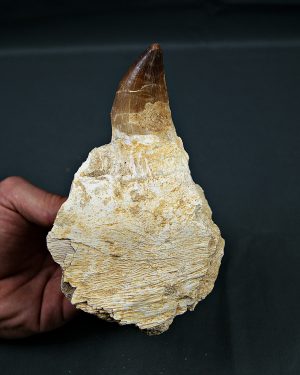 Mandíbula parcial Mosasaurus giganteus