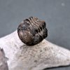Trilobite Morocops