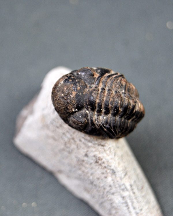Trilobite Morocops