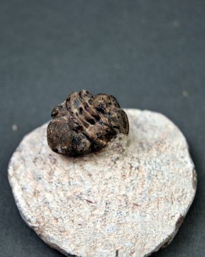 Trilobite Morocops ovatus