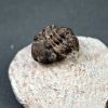 Trilobite Morocops ovatus