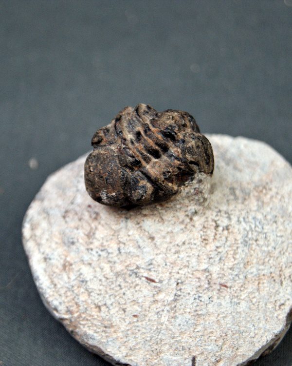Trilobite Morocops ovatus