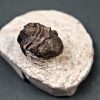 Trilobite Morocops ovatus