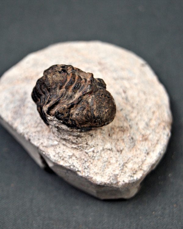 Trilobite Morocops ovatus