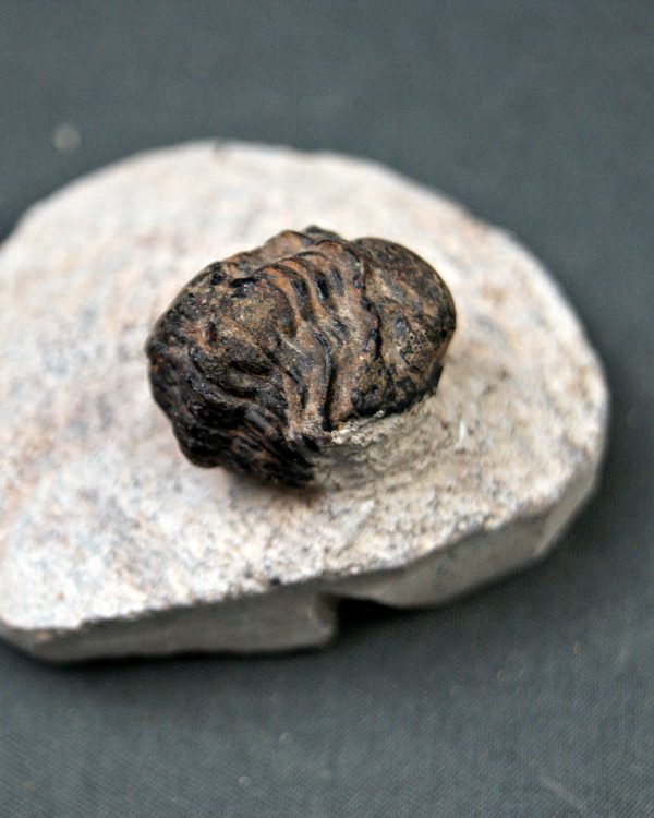 Trilobite Morocops ovatus