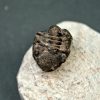 Trilobite Morocops ovatus