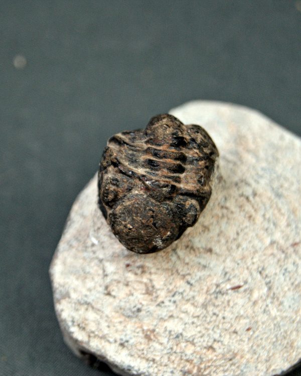 Trilobite Morocops ovatus