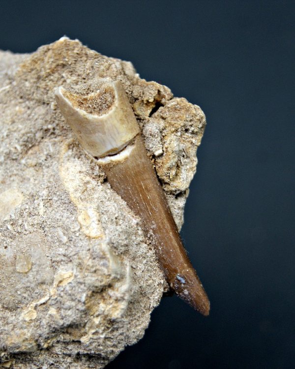 Plesiosaurio en matriz