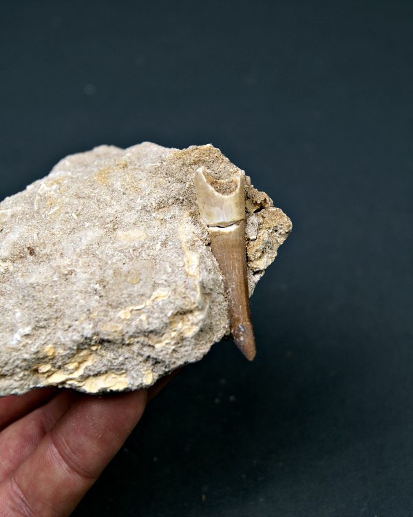 Plesiosaurio en matriz