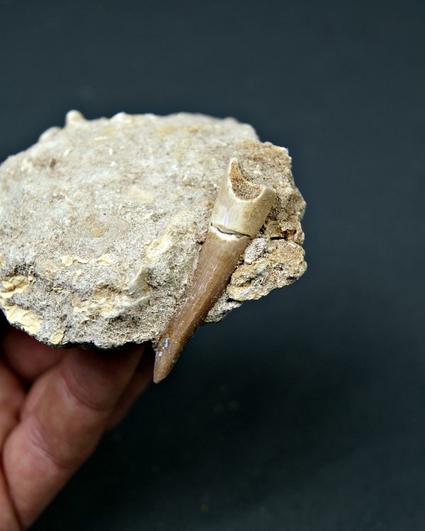 Plesiosaurio en matriz