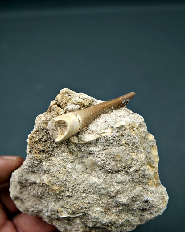 Plesiosaurio en matriz