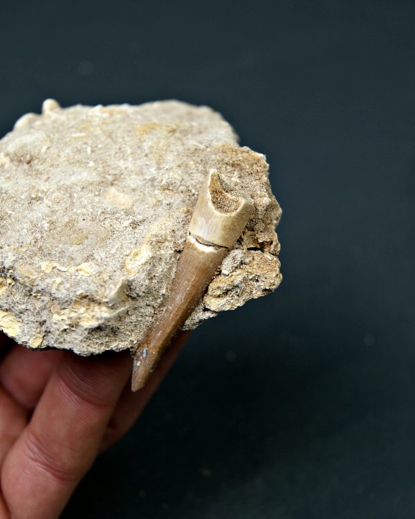 Plesiosaurio en matriz