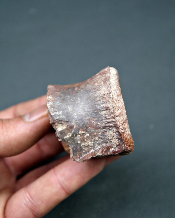 Vértebra de dinosaurio kem kem