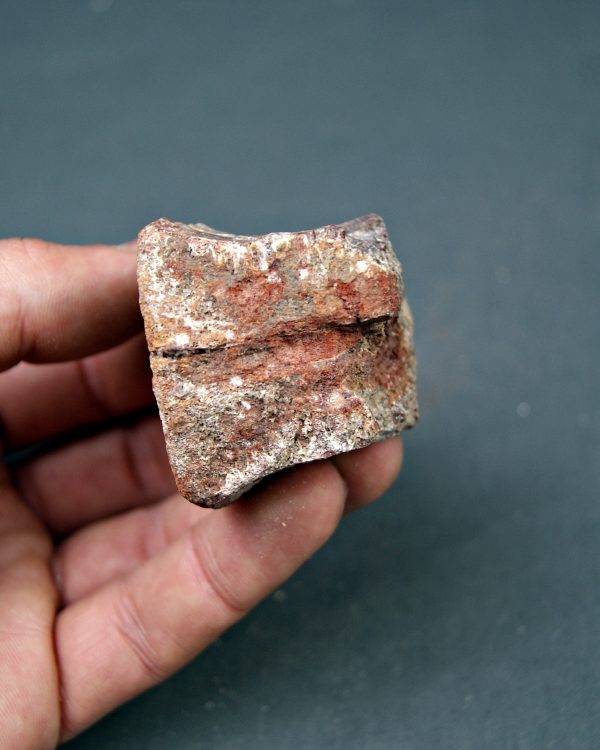 Vértebra de dinosaurio kem kem