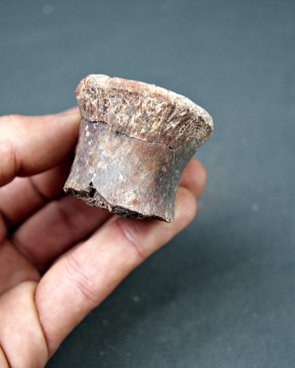 Vértebra de dinosaurio kem kem